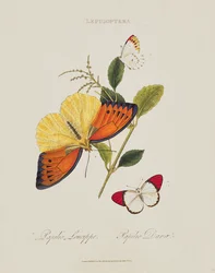 Papillons : Papilio Leucippe; Papilio Danae, publié par l